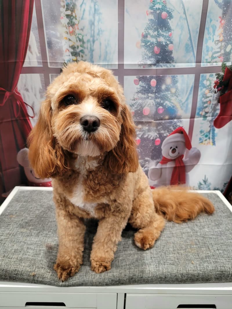 A freshly groomed apricot cockapoo sitting on the grooming table by the window at Chewys Pamper Parlour