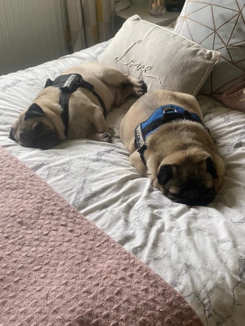 Two pugs in harnesses asleep together on a bed with a pink throw