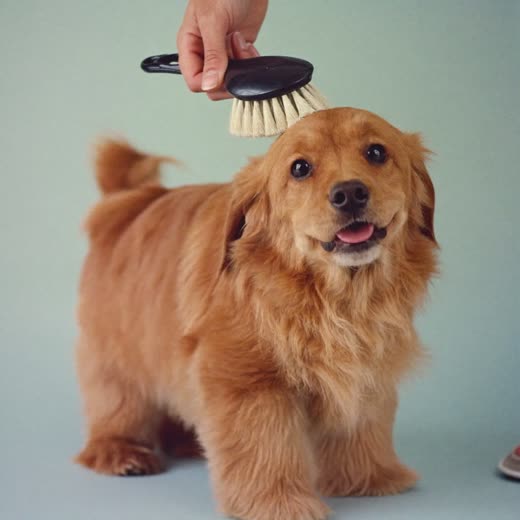A curly-coated dog being brushed by hand