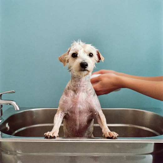 A small wet dog being shampooed in a grooming bath