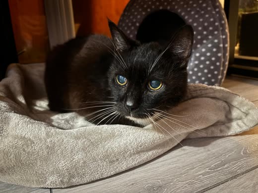 A black and white cat with pale green eyes resting on a cream blanket