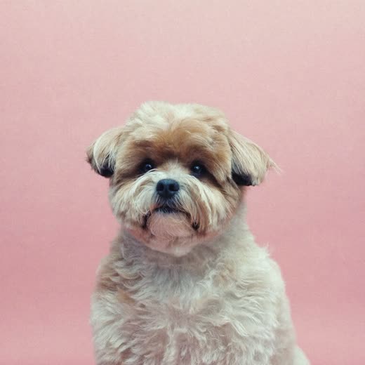 A small dog with a freshly trimmed face